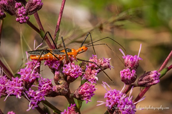 steve_daponte_orange_bug