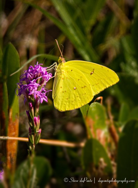 steve_daponte_yellow_butterfly