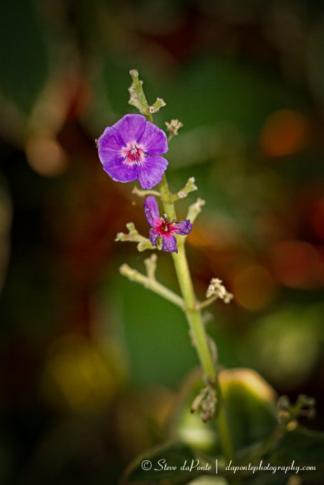 steve_daponte_flower_purple_img1436
