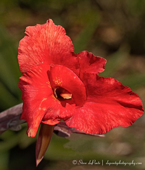 steve_daponte_flower_red_img1698