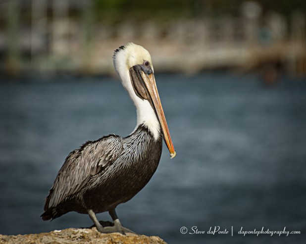 steve_daponte_pelican_img2174