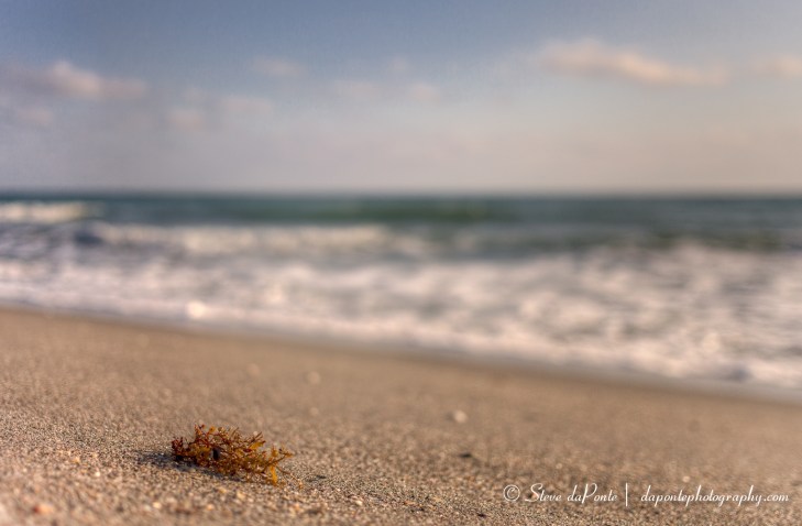 steve_daponte_seaweed_img2333