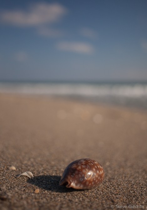 steve_daponte_shell_img2373