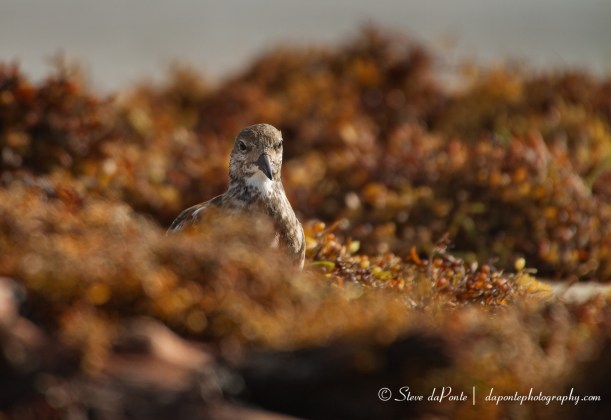 steve_daponte_shorebird_img2102
