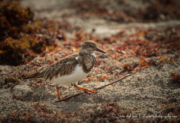 steve_daponte_shorebird_img2131