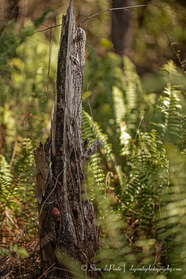 steve_daponte_alongthepath_img2770