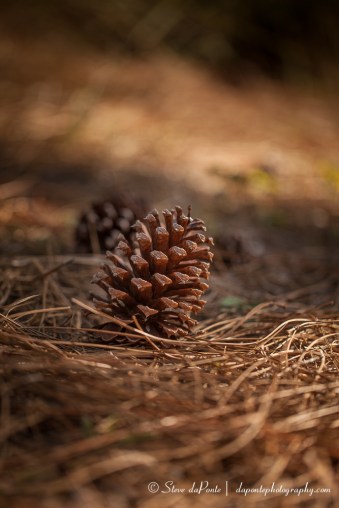 steve_daponte_alongthepath_img2780