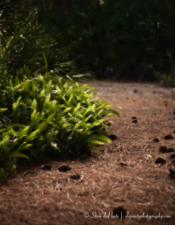 steve_daponte_alongthepath_img2797