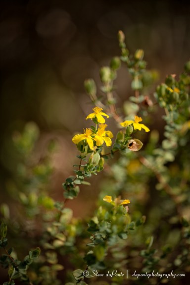 steve_daponte_alongthepath_img2802