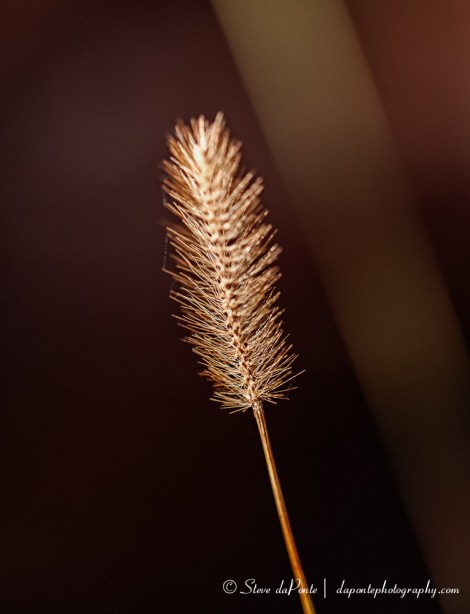 steve_daponte_bristles_img2793