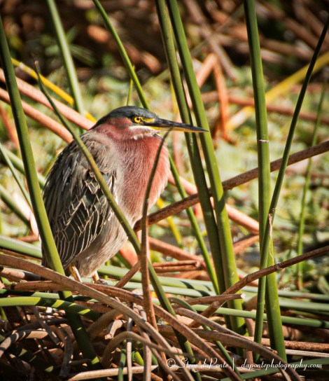 stevedaponte_bird_img3180