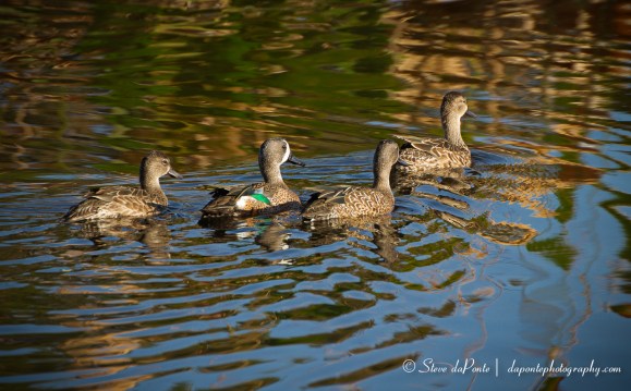 stevedaponte_ducks_img3150