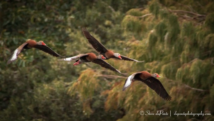 stevedaponte_ducks_in_flight_img3744