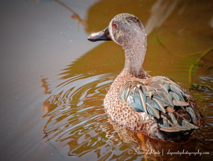 stevedaponte_ducky_img3182