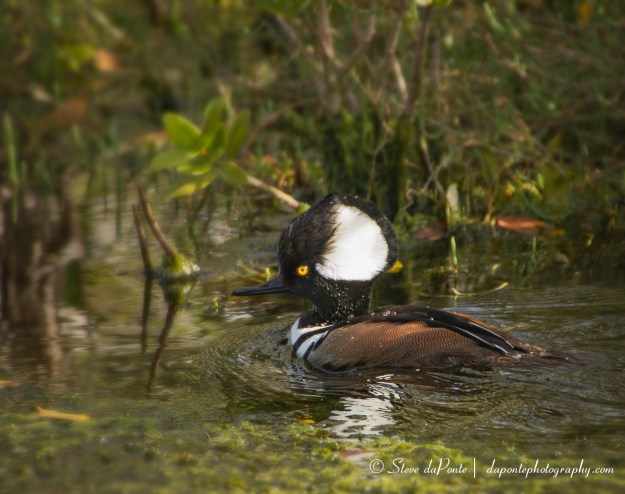 stevedaponte_hooded_merganser_img4406