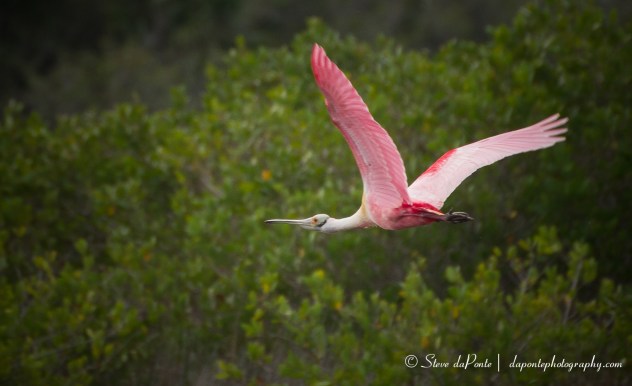 stevedaponte_merritt_island_flying_spoonbill_img4386