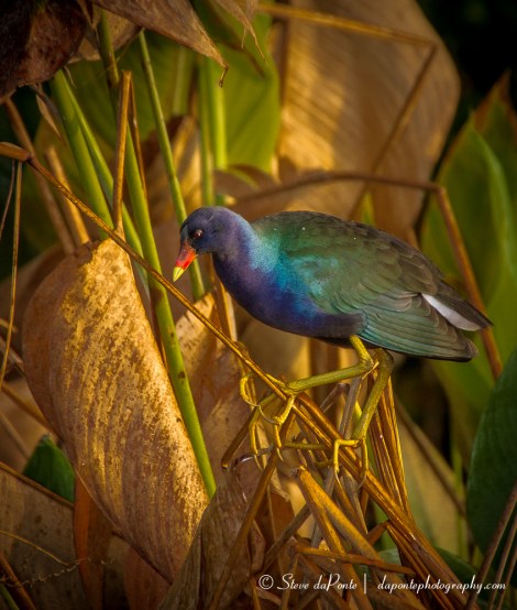 stevedaponte_purple_gallinule_img3850