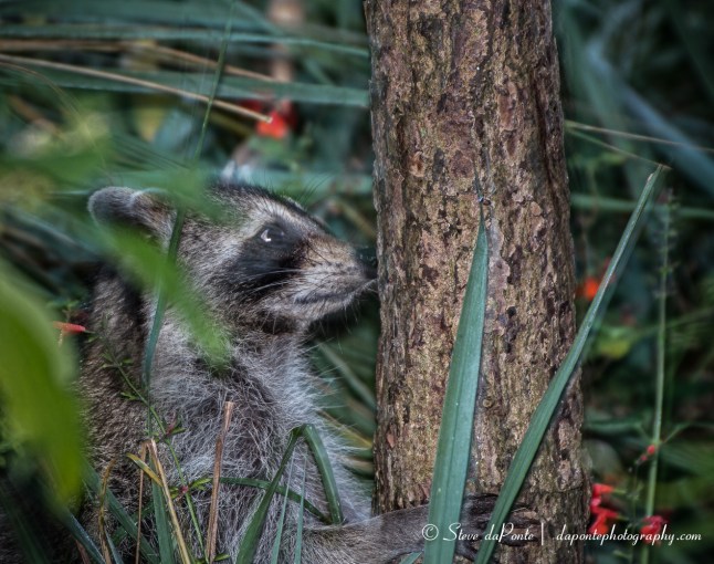 stevedaponte_racoon_img3370