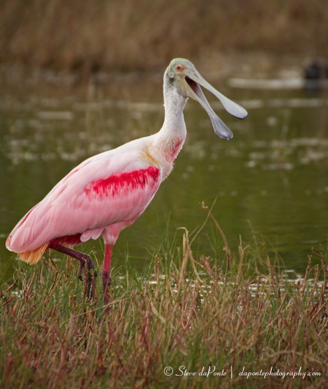 stevedaponte_spoonbill_img4365