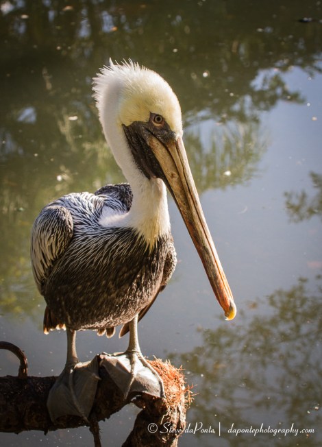 steve_daponte_blondie_img5958