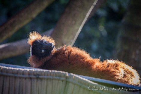 steve_daponte_chillout_img5950