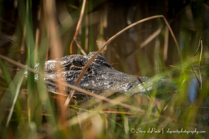 steve_daponte_hidden_gator_img4484