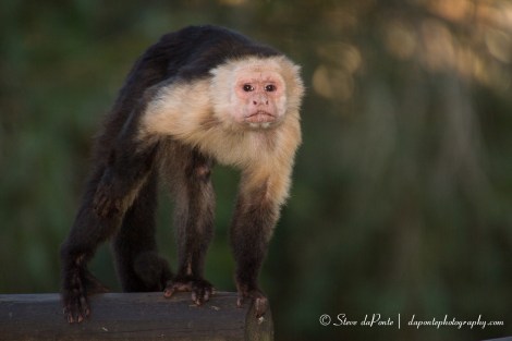 steve_daponte_monkey_img5694