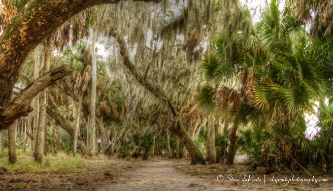 steve_daponte_myakastatepark_hikingpath_img4732