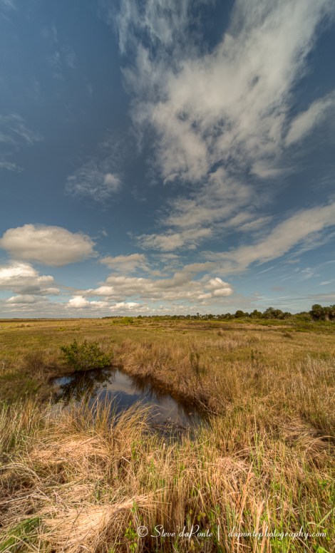 steve_daponte_swampscape2_merritt_island_img4169