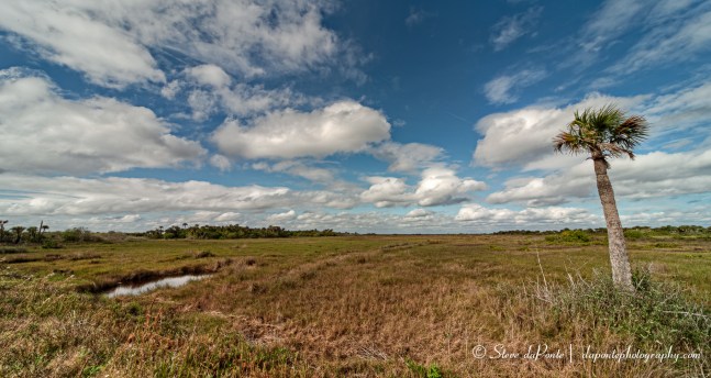 steve_daponte_swampscape_merritt_island_img4181