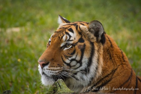 steve_daponte_tiger_img5843