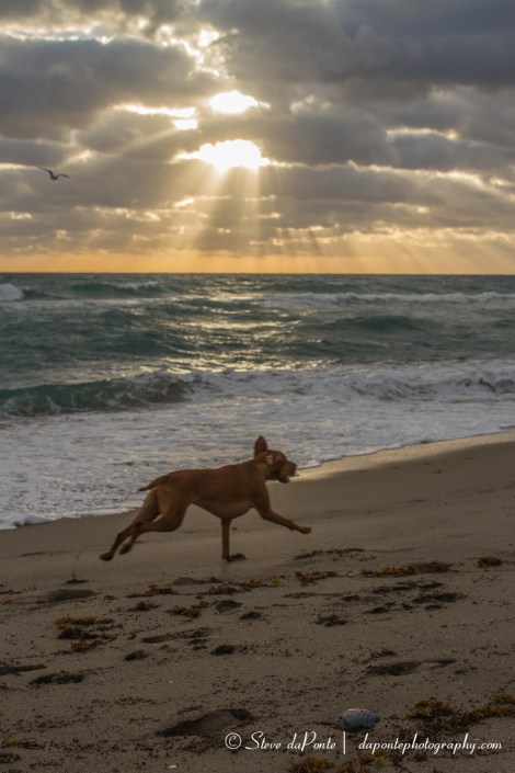 steve_daponte_running_dog_img7316