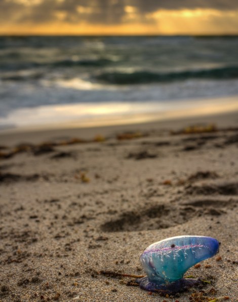 steve_daponte_washedashore_img7348