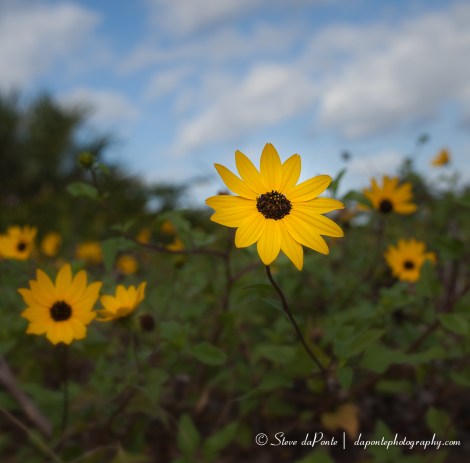 steve_daponte_yellow_flower_img4913