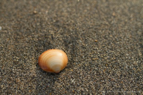 steve_daponte_shell_on_the_beach_img8976