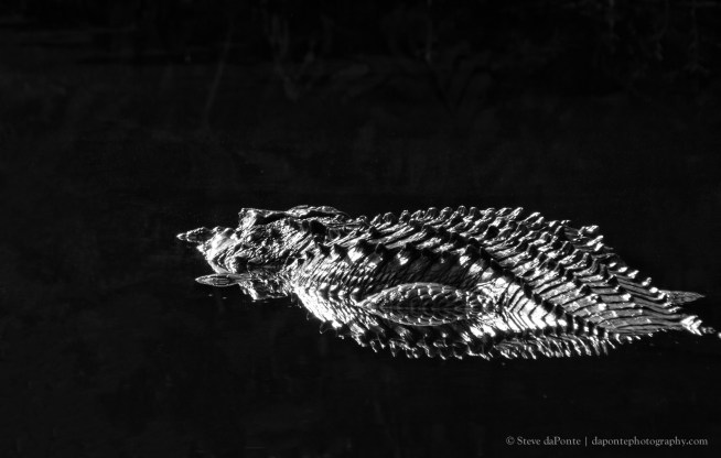 steve_daponte_monochrome_aligator_img1113