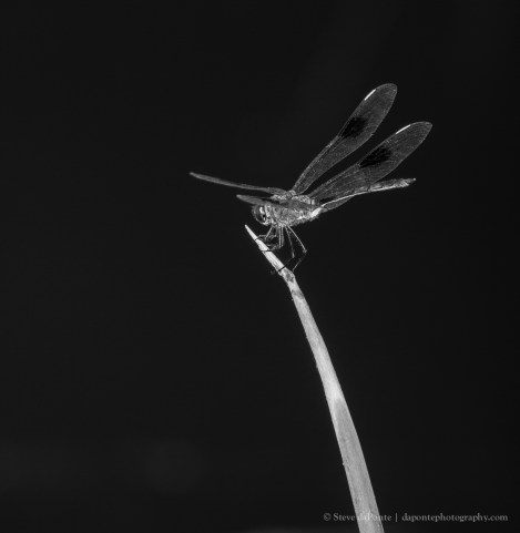 steve_daponte_monochrome_dragon_img1008