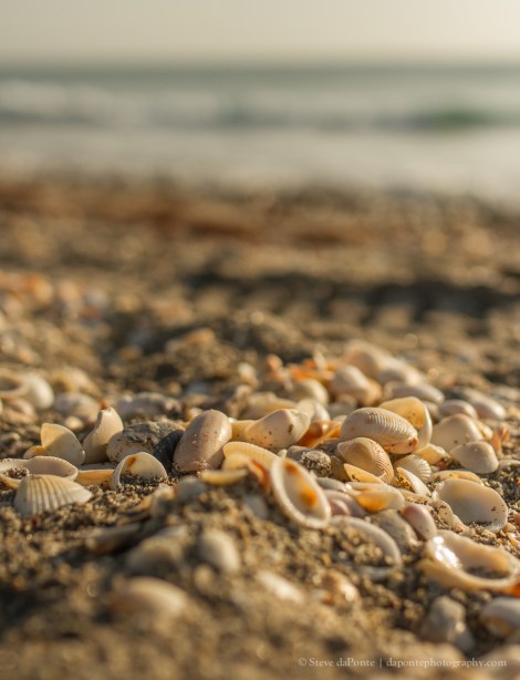 steve_daponte_shellsonthebeach_img1811