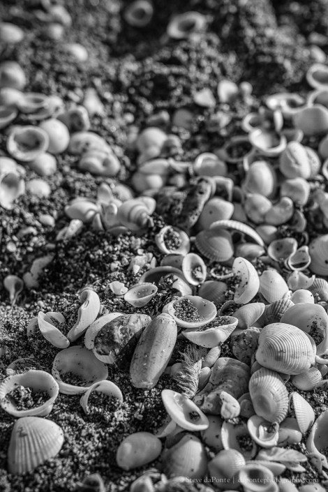steve_daponte_shellsonthebeach_monochrome_img1809