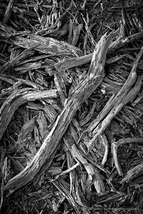 steve_daponte_drywood_img3150