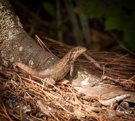 steve_daponte_lizard_img0981