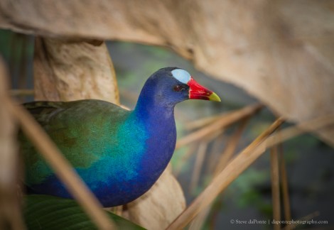 steve_daponte_purplegallinule_img2842