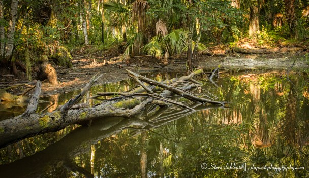 steve_daponte_fallentree_img3205