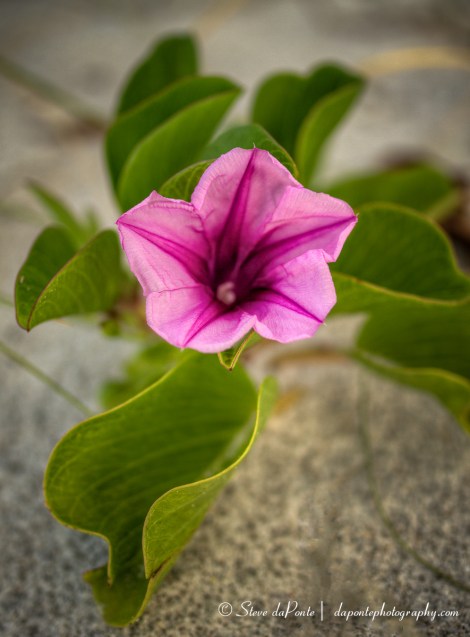 steve_daponte_morningglory_img4002