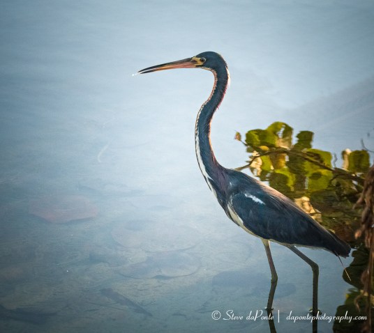 steve_daponte_tricollorheron_img1136