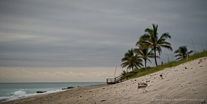 stevedaponte_seagullonthedune_img2250