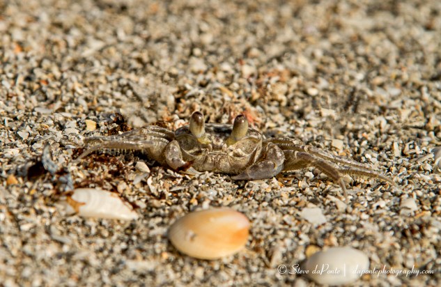 stevedaponte_coralcovecrab_img4973