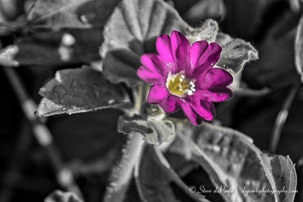 stevedaponte_coralcovepurpleflower_img5046