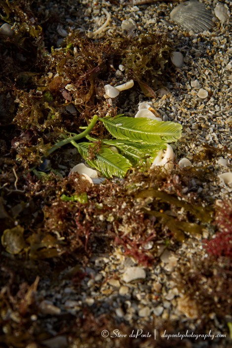 stevedaponte_coralcoveseaweed_img4987