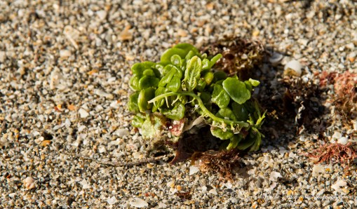 stevedaponte_coralcoveseaweed_img5035